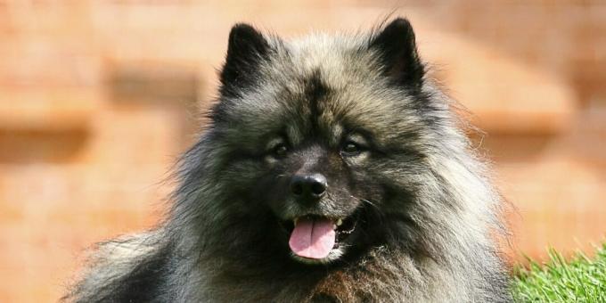 German Spitz: perawatan