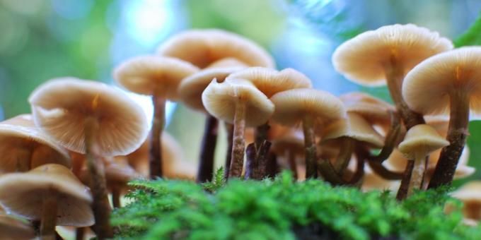 Bagaimana untuk tumbuh jamur di rumah