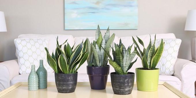 Succulents: sansevieriya pas ke dalam dekorasi apapun