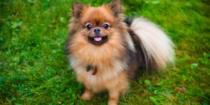 berkembang biak anjing untuk apartemen: Pomeranian