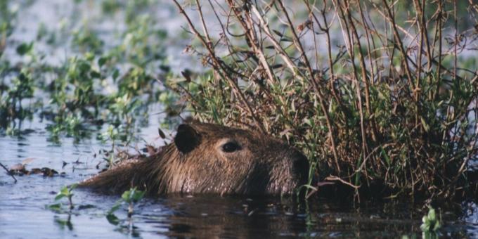 Dari sudut pandang Gereja Katolik, kapibara adalah seekor ikan