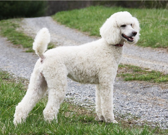 Top 10 paling cerdas ras anjing: Poodle 