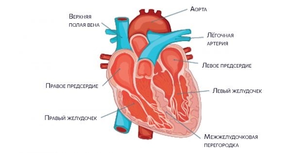 Anatomi jantung