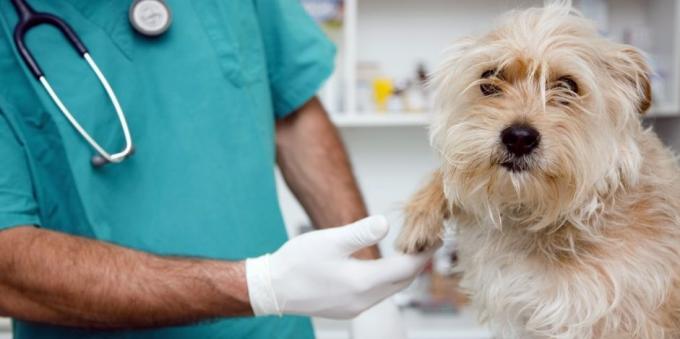 kunjungan rutin ke dokter hewan anjing akan meringankan banyak masalah kesehatan