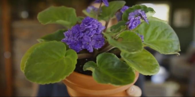 Cara merawat bunga violet: pot kebutuhan