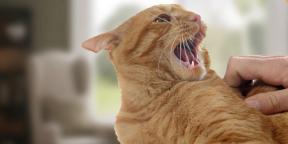 Apa yang harus dilakukan jika kucing berperilaku agresif