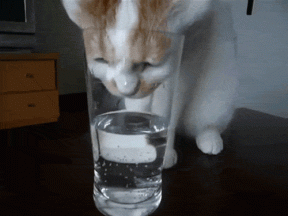 Bagaimana melatih diri untuk minum banyak air