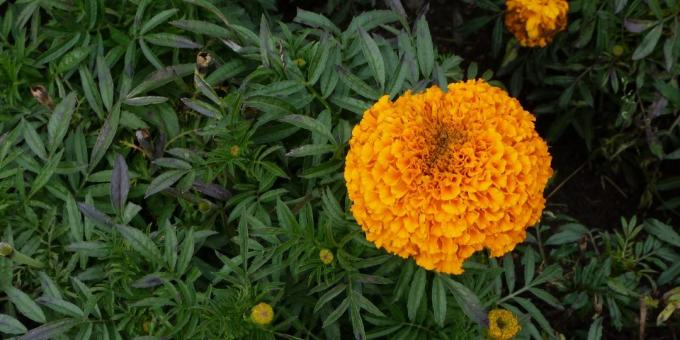 bunga bersahaja untuk tempat tidur bunga: marigold