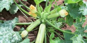 Cara menanam dan merawat zucchini untuk mendapatkan panen yang kaya