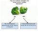 Cara makan berlebihan tempur: tes brokoli