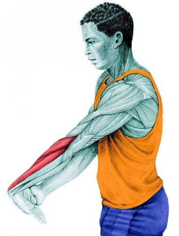 Anatomi peregangan: peregangan ekstensor lengan bawah