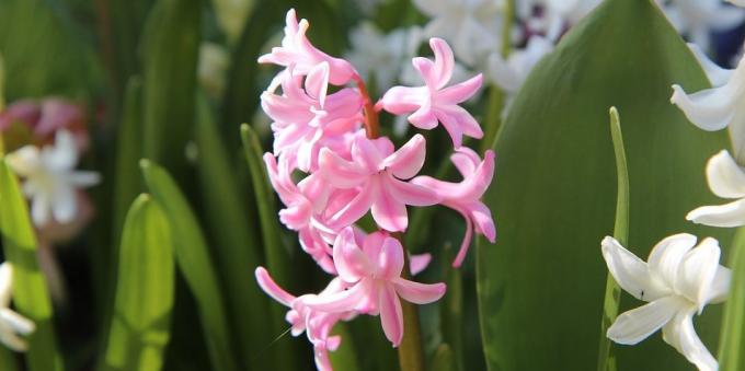 Ruangan bunga bulat: Hyacinth