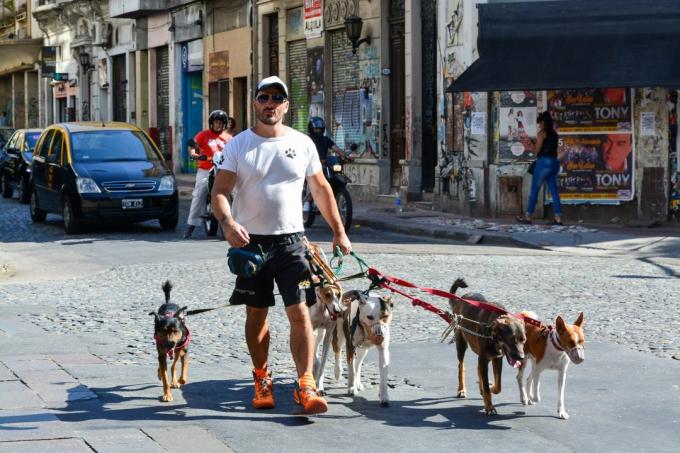 mengunjungi Argentina: Anjing
