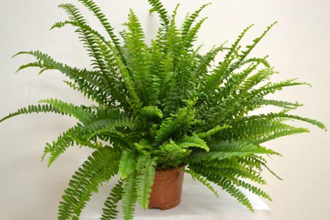 tanaman indoor untuk pemurnian udara