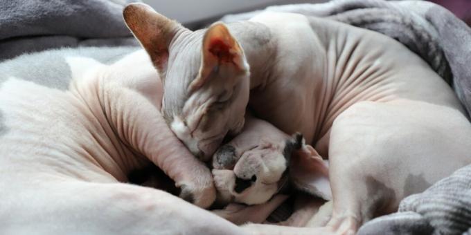 kucing sphynx