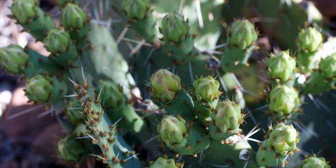 Cara merawat kaktus: tunas kaktus diusir