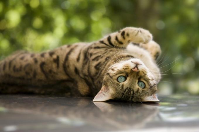 ras kucing pintar: Bengal