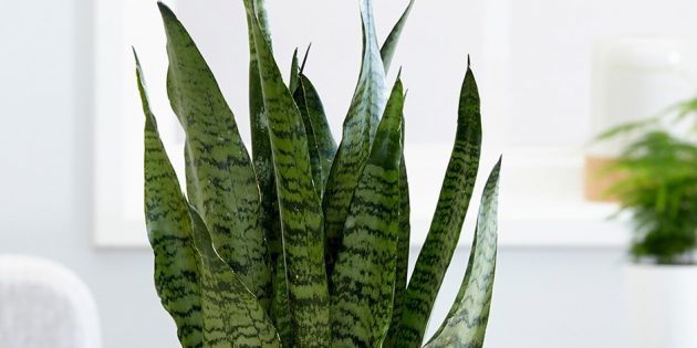 tanaman hias Shade: sansevieriya zeylanika