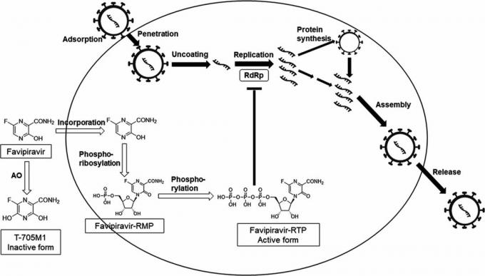 Mekanisme kerja favipiravir, yang menjadi dasar pengembangan Avifavir