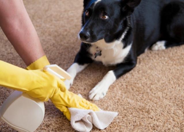 Cara membersihkan karpet dari urin hewan peliharaan