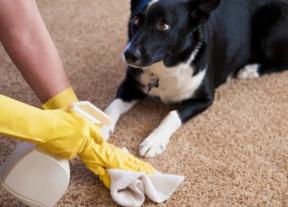 Cara membersihkan karpet: aturan umum, noda sulit dan produk pembersih