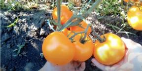 Kapan menanam tomat untuk pembibitan dan bagaimana melakukannya