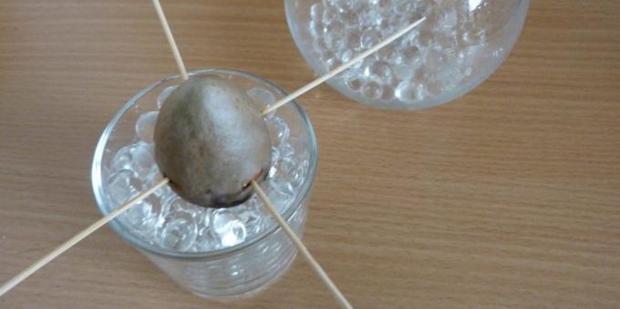 Bagaimana untuk tumbuh alpukat dari batu: Batu dalam gelas dengan hydrogel