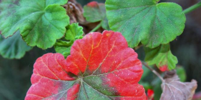 Cara mengobati geranium jika memerah daun