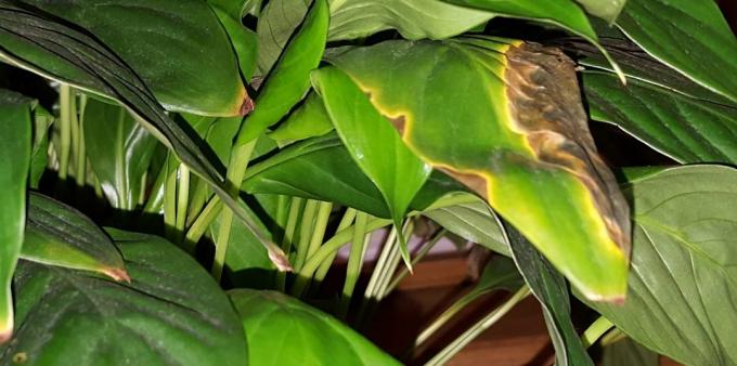 Perawatan Spathiphyllum di rumah: Bagaimana mengobati Spathiphyllum jika ada bintik-bintik pada daun