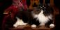 Kucing Siberia: deskripsi, karakter, dan perawatan ras