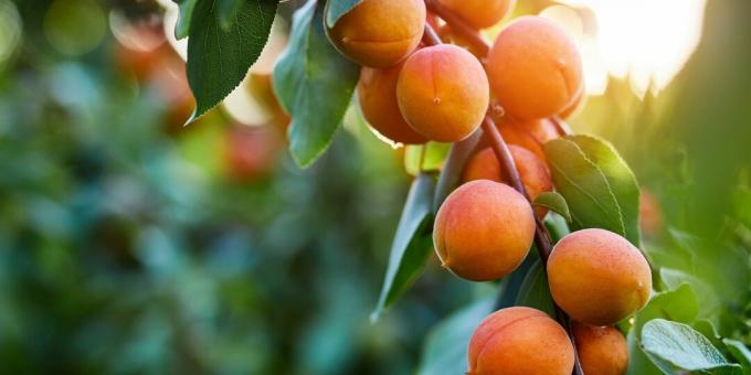 Barang musiman: aprikot