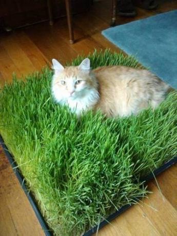 Pad rumput untuk kucing