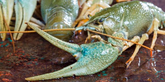 Cara memasak lobster air tawar: pilih lobster yang hidup saja