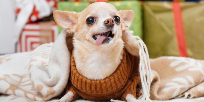 anjing kecil: Chihuahua