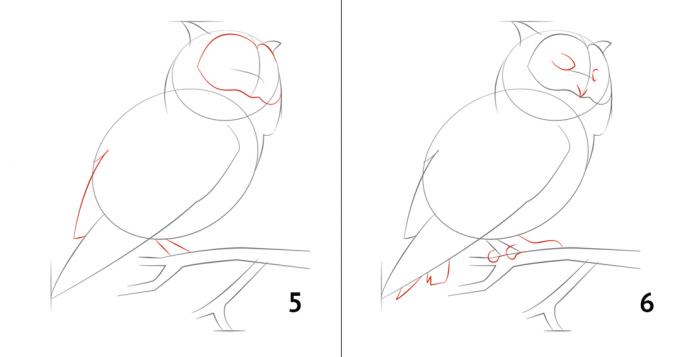 Cara menggambar burung hantu