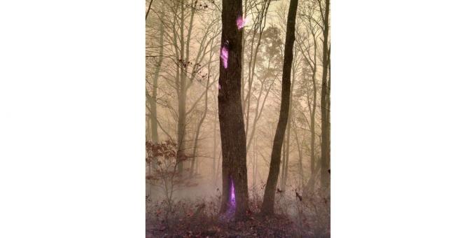 pohon api violet