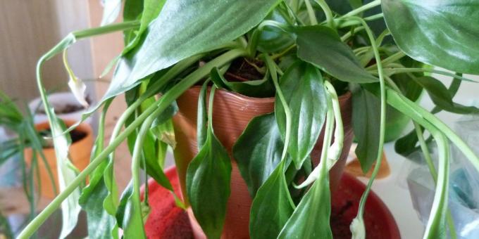 Perawatan Spathiphyllum di rumah: Bagaimana mengobati Spathiphyllum, jika daun lemas dan jatuh