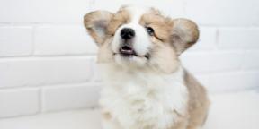 Corgi: foto, karakter, kelebihan dan kekurangan trah