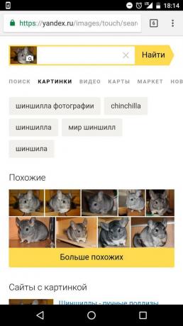 "Yandex": penentuan hewan pada gambar