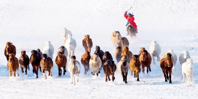 salju pembalap di Mongolia. 