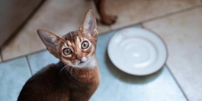 Apa yang harus memberi makan kucing Abyssinian