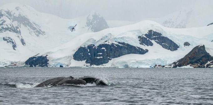 Antartika: foto paus bungkuk
