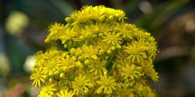 Jadi mekar aeonium arboreum