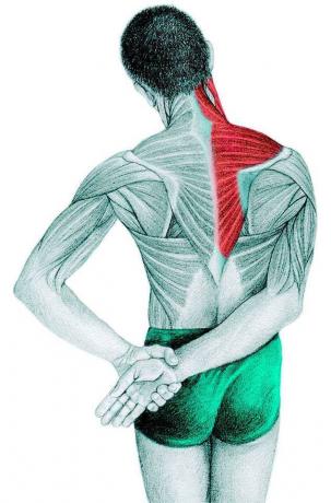 Anatomi peregangan: trapezius, supraspinatus, otot deltoid