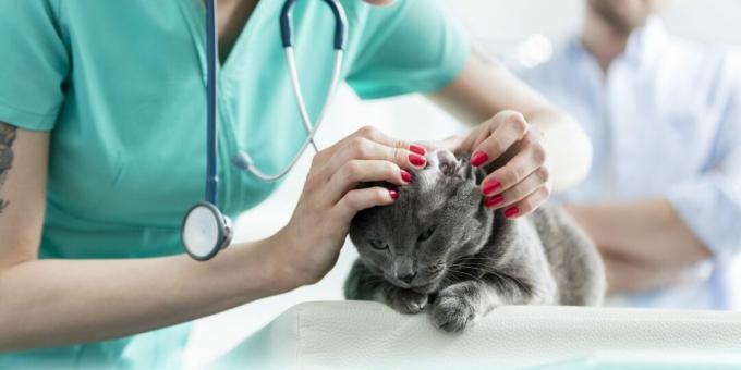 Kucing biru Rusia: penyakit