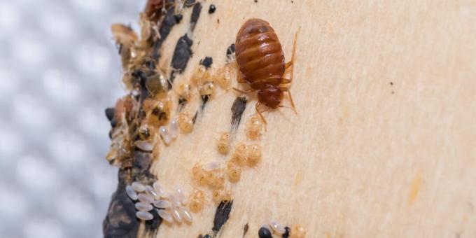 Cara membasmi kutu busuk: Cari telur, kulit, dan kotoran serangga di tempat-tempat terpencil
