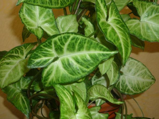 tanaman indoor untuk pemurnian udara