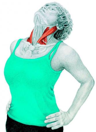 Anatomi peregangan: peregangan extender leher