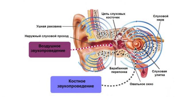 dering di telinga, struktur telinga