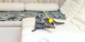 Kucing biru Rusia: deskripsi, sifat, dan aturan perawatan